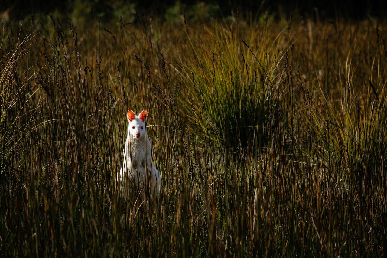 Adventure Bay Retreat Bruny Island Villa Buitenkant foto